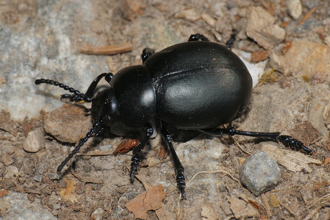../previews/112-Coleoptera, Chrysomelidae, Timarcha tenebricosa_2020_04_08--10-48-38.jpeg.medium.jpeg