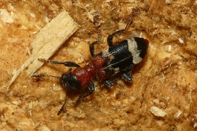 ../previews/113-Coleoptera, Cleridae, Thanasimus formicarius, Ameisenbuntkaefer_2022_06_06--11-44-10.jpeg.medium.jpeg