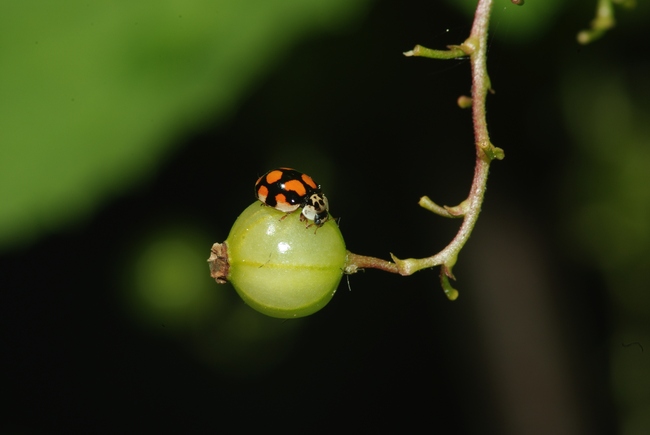 ../previews/114-Coleoptera, Coccinellidae, Adalia decempunctata_2009_05_17--11-40-07.jpeg.medium.jpeg