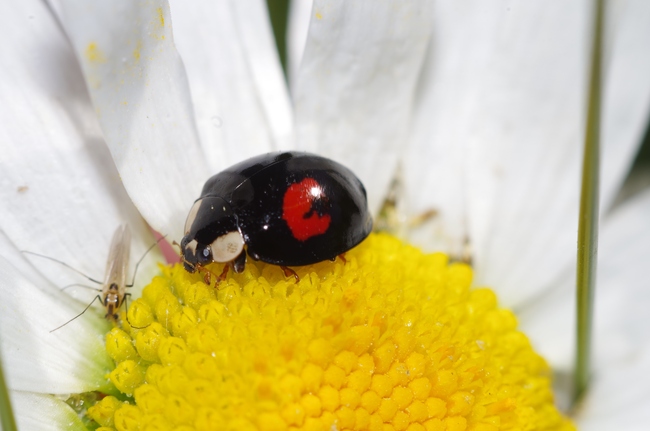 ../previews/119-Coleoptera, Coccinellidae, Exochomus quadripustulatus_2014_06_08--09-04-48.jpeg.medium.jpeg