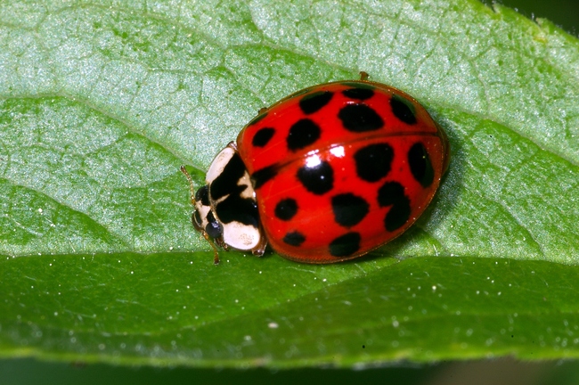 ../previews/121-Coleoptera, Coccinellidae, Harmonia axyridis_2007_05_17--09-43-11.jpeg.medium.jpeg