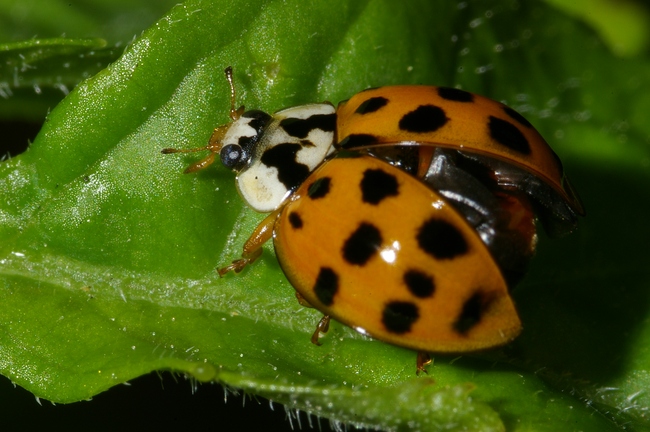 ../previews/122-Coleoptera, Coccinellidae, Harmonia axyridis_2007_06_18--12-07-01.jpeg.medium.jpeg
