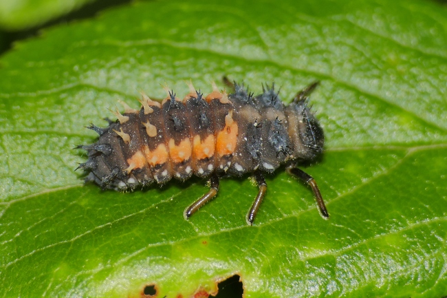 ../previews/126-Coleoptera, Coccinellidae, Larve_2020_05_24--15-13-50.jpeg.medium.jpeg