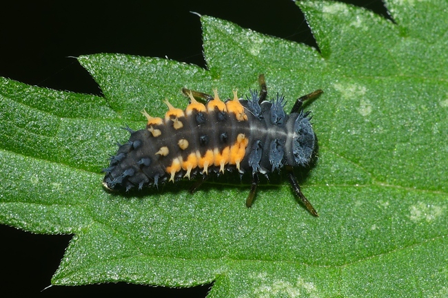 ../previews/127-Coleoptera, Coccinellidae, Larve_2023_09_24--10-49-58.jpeg.medium.jpeg