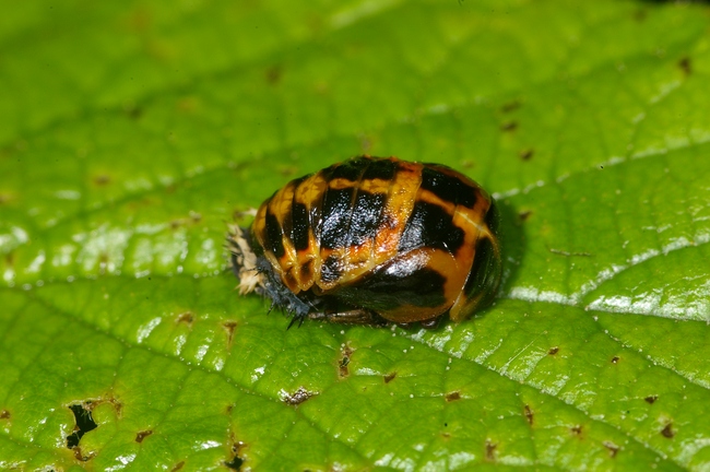 ../previews/131-Coleoptera, Coccinellidae, Puppe_2008_06_09--08-32-17.jpeg.medium.jpeg