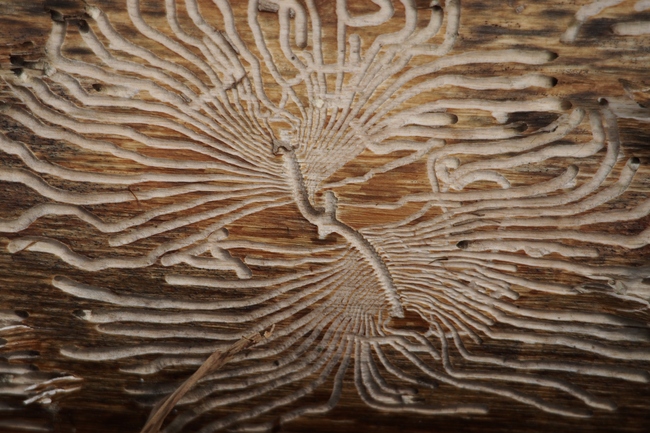 ../previews/135-Coleoptera, Curculionidae, Borkenkaefer-Spuren_2016_03_11--13-17-41.jpeg.medium.jpeg