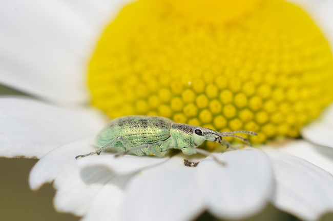 ../previews/136-Coleoptera, Curculionidae,  Chlorophanus viridis_2014_05_31--11-23-39.jpeg.medium.jpeg