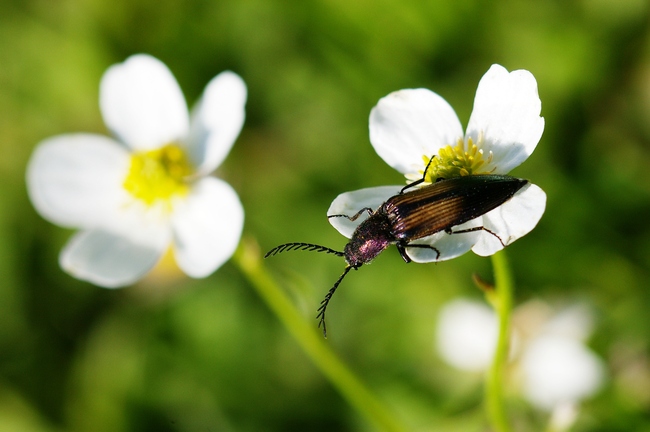 ../previews/166-Coleoptera, Elateridae, Ctenicera cuprea_2005_06_11--13-14-04.jpeg.medium.jpeg