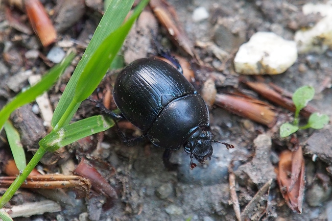 ../previews/170-Coleoptera, Geotrupidae, Geotrupes_2020_05_29--17-55-15.jpeg.medium.jpeg