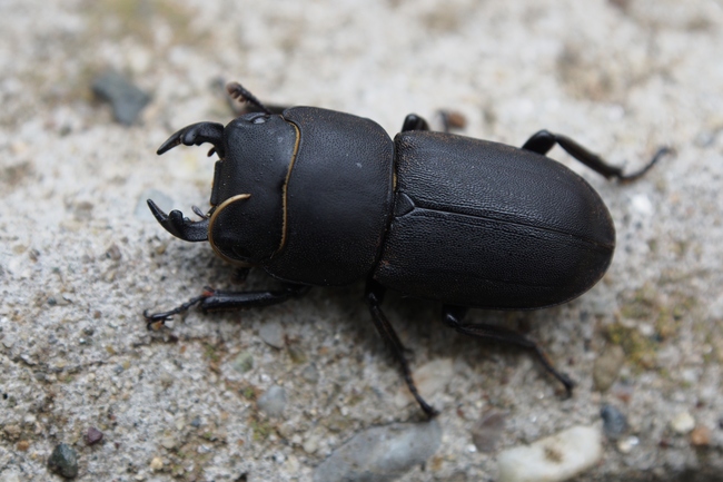 ../previews/177-Coleoptera, Lucanidae, Dorcus parallelipipedus, Balkenschroeter_2016_06_09--14-47-09.jpeg.medium.jpeg