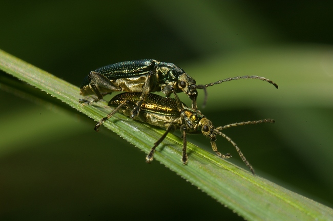 ../previews/184-Coleoptera, Oedemeridae, Oedemera lurida, Paarung_2007_05_14--08-28-38.jpeg.medium.jpeg