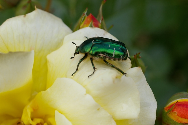 ../previews/196-Coleoptera, Scarabaeidae, Cetonia aurata_2005_06_12--13-58-08.jpeg.medium.jpeg