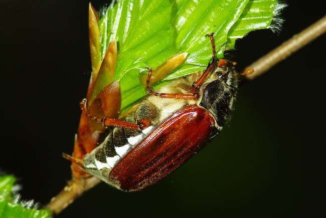 ../previews/203-Coleoptera, Scarabaeidae, Melolontha melolontha_2009_04_27--07-30-06.jpeg.medium.jpeg