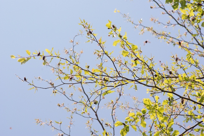 ../previews/204-Coleoptera, Scarabaeidae, Melolontha melolontha_2009_05_03--10-30-28.jpeg.medium.jpeg