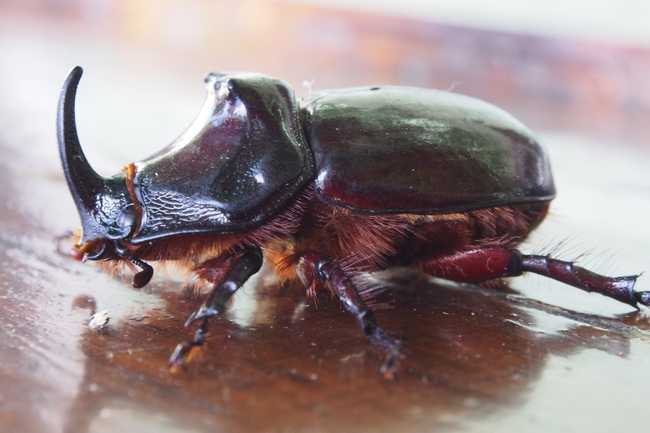 ../previews/209-Coleoptera, Scarabaeidae, Oryctes nasicornis, Nashornkaefer_2017_06_29--18-13-50.jpeg.medium.jpeg