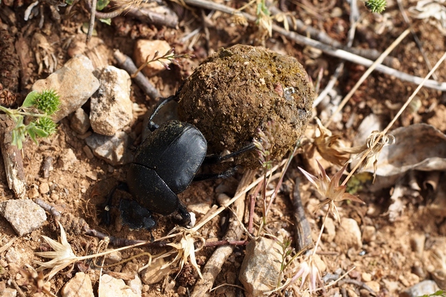 ../previews/214-Coleoptera, Scarabaeidae, Pillendreher mit Pille_2016_06_05--10-45-48.jpeg.medium.jpeg