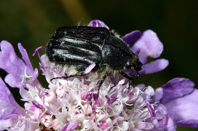 ../previews/221-Coleoptera, Scarabaeidae, Tropinota hirta_2008_06_23--09-26-11.jpeg.medium.jpeg