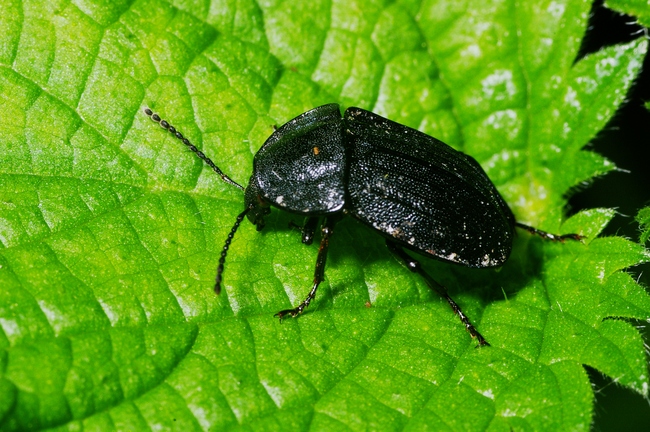 ../previews/225-Coleoptera, Silphidae, Phosphuga atrata_2005_10_11--17-08-27.jpeg.medium.jpeg