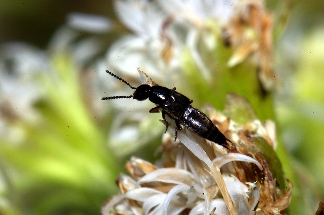 ../previews/229-Coleoptera, Staphylinidae,_2008_04_19--13-42-29.jpeg.medium.jpeg