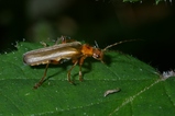 thumbnails/014-Coleoptera, Cantharidae, Cantharis livida_2006_06_03--09-07-20.jpeg.small.jpeg