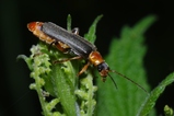 thumbnails/017-Coleoptera, Cantharidae, Cantharis pellucida_2011_06_05--10-27-56.jpeg.small.jpeg