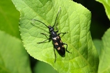 thumbnails/031-Coleoptera, Cerambycidae, Anoplodera sexguttata_2022_06_05--09-24-09.jpeg.small.jpeg