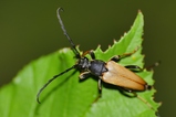 thumbnails/034-Coleoptera, Cerambycidae, Corymbia fulva_2019_07_19--09-29-06.jpeg.small.jpeg
