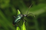 thumbnails/036-Coleoptera, Cerambycidae, Gaurotes virginea, Blaubock_2007_05_14--10-05-21.jpeg.small.jpeg