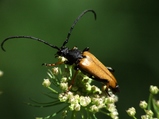 thumbnails/040-Coleoptera, Cerambycidae, Leptura rubra_2007_08_04--15-17-06.jpeg.small.jpeg