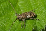 thumbnails/050-Coleoptera, Cerambycidae, Pogonocherus_2007_05_01--12-59-22.jpeg.small.jpeg