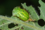 thumbnails/068-Coleoptera, Chrysomelidae, Cassida, Puppe_2010_07_16--08-18-31.jpeg.small.jpeg