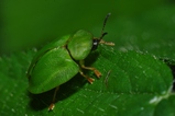 thumbnails/074-Coleoptera, Chrysomelidae, Cassida viridis_2010_06_04--13-15-41.jpeg.small.jpeg