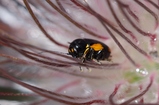 thumbnails/092-Coleoptera, Chrysomelidae, Cryptocephalus moraei_2014_05_14--14-22-18.jpeg.small.jpeg