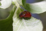 thumbnails/099-Coleoptera, Chrysomelidae, Gonioctena viminalis_2012_05_11--09-49-47.jpeg.small.jpeg