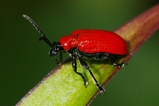 thumbnails/107-Coleoptera, Chrysomelidae, Lilioceris lilii, Lilienhaehnchen_2008_06_14--11-33-15.jpeg.small.jpeg