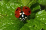 thumbnails/118-Coleoptera, Coccinellidae, Coccinella septempunctata_2006_06_09--12-06-43.jpeg.small.jpeg