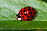 thumbnails/121-Coleoptera, Coccinellidae, Harmonia axyridis_2007_05_17--09-43-11.jpeg.small.jpeg