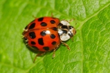 thumbnails/123-Coleoptera, Coccinellidae, Harmonia axyridis, Asiatischer Marienkaefer_2020_05_20--08-41-30.jpeg.small.jpeg