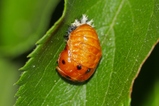 thumbnails/132-Coleoptera, Coccinellidae, Puppe_2020_05_27--08-54-26.jpeg.small.jpeg