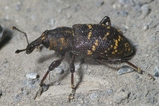thumbnails/145-Coleoptera, Curculionidae, Hylobius abietis_2006_05_12--09-59-43.jpeg.small.jpeg