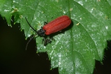 thumbnails/178-Coleoptera, Lycidae, Pyropterus nigroruber_2006_07_12--08-32-50.jpeg.small.jpeg