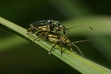 thumbnails/184-Coleoptera, Oedemeridae, Oedemera lurida, Paarung_2007_05_14--08-28-38.jpeg.small.jpeg