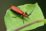 thumbnails/189-Coleoptera, Pyrochroidae, Pyrochroa serraticornis_2023_05_20--10-36-48.jpeg.small.jpeg