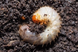 thumbnails/194-Coleoptera, Scarabaeidae, Amphimallon solstitiale, Junikaefer, Larve_2018_05_13--16-25-01.jpeg.small.jpeg