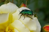 thumbnails/196-Coleoptera, Scarabaeidae, Cetonia aurata_2005_06_12--13-58-08.jpeg.small.jpeg