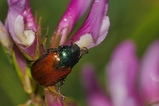 thumbnails/211-Coleoptera, Scarabaeidae, Phyllopertha horticola, Julikaefer_2020_07_10--07-14-53.jpeg.small.jpeg