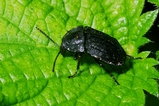 thumbnails/225-Coleoptera, Silphidae, Phosphuga atrata_2005_10_11--17-08-27.jpeg.small.jpeg