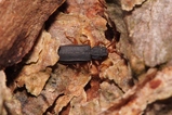 thumbnails/234-Coleoptera, Sylvanidae, Uleiota planata_2019_04_17--12-48-05.jpeg.small.jpeg
