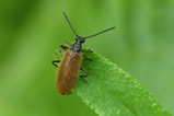 thumbnails/236-Coleoptera, Tenebrionidae, Lagria hirta, Wollkaefer_2023_07_03--09-36-45.jpeg.small.jpeg