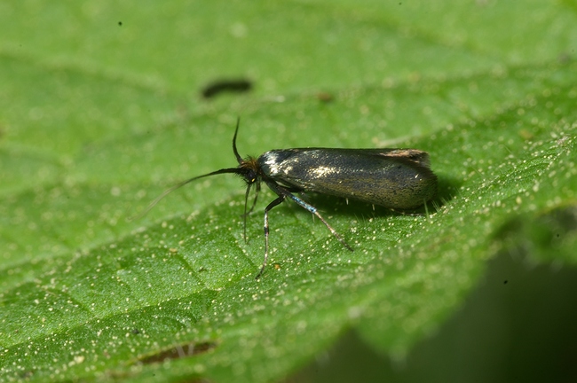 ../previews/000-Lepidoptera, Adelidae, Adela reaumurella_2007_04_28--15-42-04.jpeg.medium.jpeg